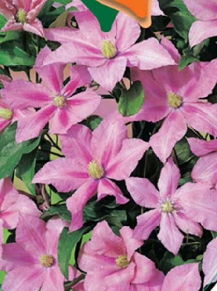 Waldrebe 'Rosamunde' / Clematis 'Rosamunde'