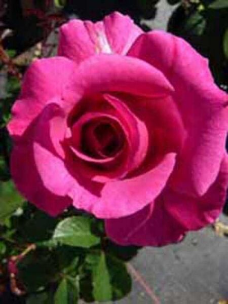Edelrose 'Princess Alexandra' / Rosa 'Princess Alexandra'
