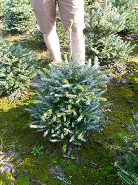 Korea-Tanne „Silberlocke“ (Abies koreana 'Silberlocke') 60–80 cm m. B., kompakter Nadelbaum mit silbrig gedrehten Nadeln.