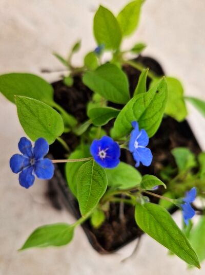 Omphalodes verna / Frühlings-Gedenkemein P9 im Topf mit grünen Blättern und blauen Blüten