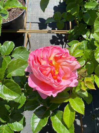 Edelrose Rosa 'Dornburger Schlossrose'® mit gefüllter rosa Blüte und grünem Laub.