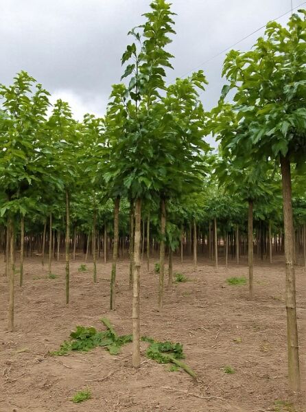 Morus alba 'Macrophylla' (platanifolia), Platanenblättriger Maulbeerbaum 'Macrophylla' Hochstamm mit dichtem Laub und Stamm.
