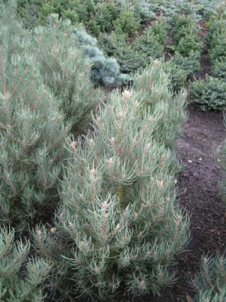Pinus monophylla / Einnadelige Kiefer, 60–80 cm, im Beet wachsender Nadelbaum mit blaugrünen, langen Nadeln.
