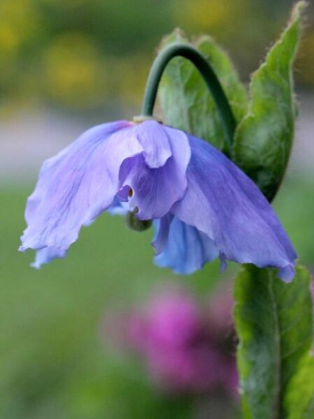 Meconopsis x sheldonii 'Lingholm' / Scheinmohn 'Lingholm' mit blauer, nickender Blüte und grünen Blättern