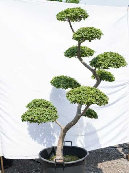 Feldulme (Ulmus minor) 'Jacqueline Hillier' Garten-Bonsai, 200 cm hoch, 120 cm breit, mit Formschnittkronen im Topf.