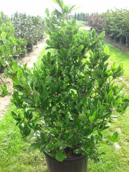 Magnolia stellata 'Chrysanthemumiflora' / Stern-Magnolie 'Chrysanthemumiflora', 150–175 cm, C50, mehrstämmiger Strauch im Topf