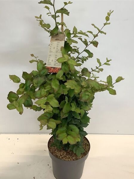 Parrotia persica (Eisenholzbaum) Parrotie 80–100 cm, C15-Topf, junger Strauch mit grünen Blättern und mehreren Trieben