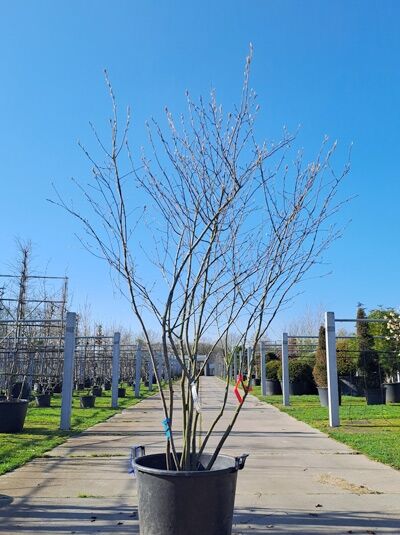 Kupfer-Felsenbirne 250 - 300 cm Schirmform / Amelanchier lamarckii (876166)