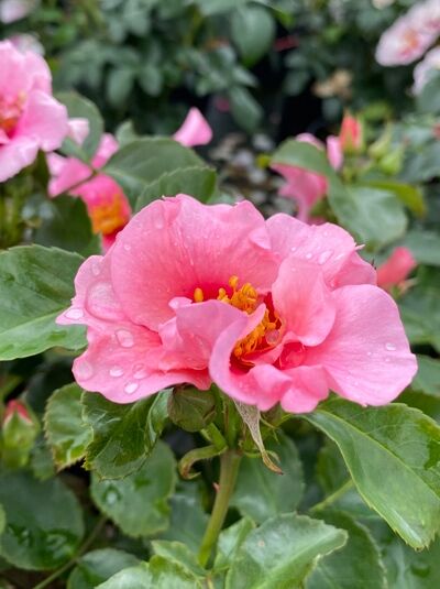 Rosa 'See you in pink' – Beetrose 'See you in pink' ADR-Rose mit rosa Blüte und gelben Staubgefäßen, umgeben von grünen Blättern