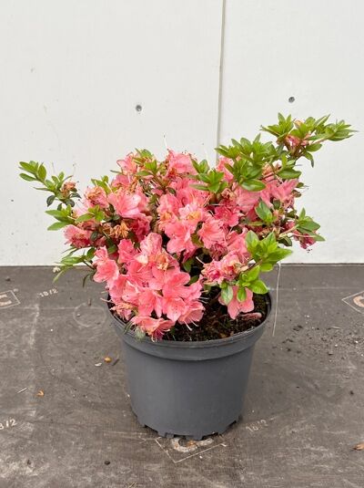 Japanische Azalee 'Anouk' - Rhododendron obtusum 'Anouk'