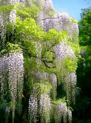 chinesischer Blauregen 'Prolific' Stmmchen - Wisteria sinensis 'Prolific'  Stmmchen
