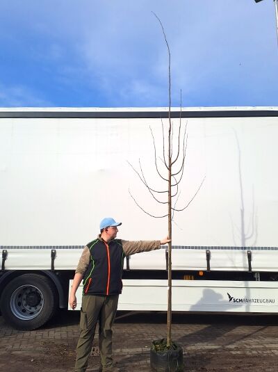 Tilia cordata 'Rancho' / Kleinkronige Winter-Linde, Hochstamm 10-12 StU im Container, schlanker Stamm mit verzweigter Krone