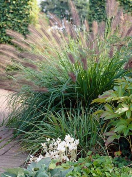 Federborstengras / Pennisetum alopecuroides var. viridescens