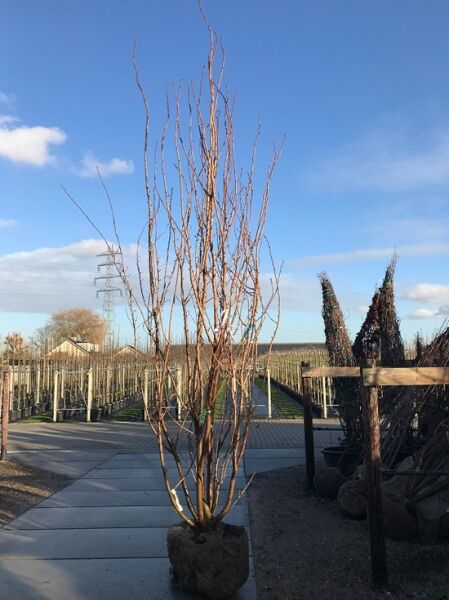 Prunus serrulata 'Kanzan' / Japanische Blütenkirsche 300-350 cm m. Db., laubfreier Hochstamm mit Ballen auf Stellfläche