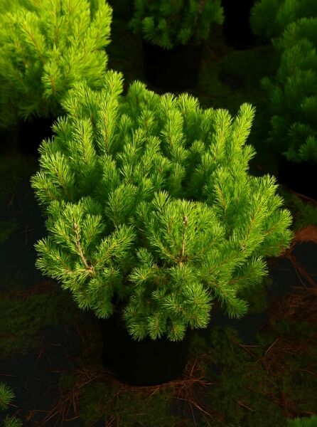 Pinus mugo pumilio / Zwerg-Kiefer, kompakter buschiger Wuchs mit dichten grünen Nadeln, 50–60 cm (breit), C10