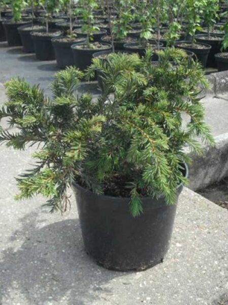 Kissen-Eibe / Tafel-Eibe / Kissen-Eibe / Tafel-Eibe