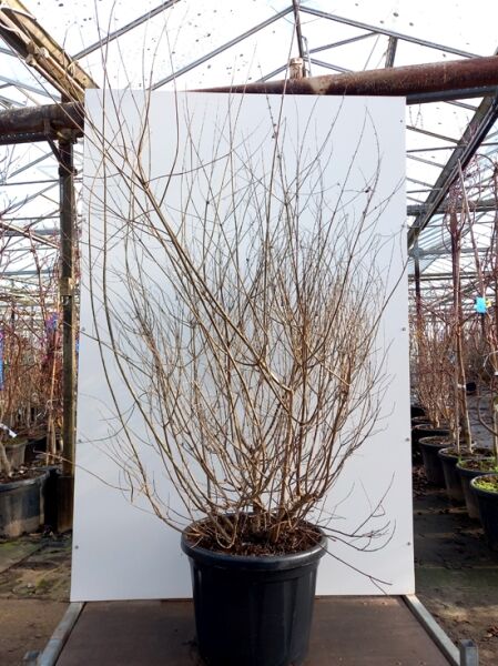 Vitex agnus-castus (Mönchspfeffer/Keuschbaum), mehrtriebiger Strauch ohne Laub im Container C50, 150–175 cm