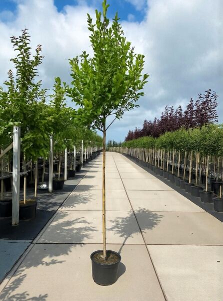 Säulenförmige Felsenbirne Amelanchier canadensis 'Rainbow Pillar' Hochstamm im Topf, schlanke Krone mit grünem Laub.