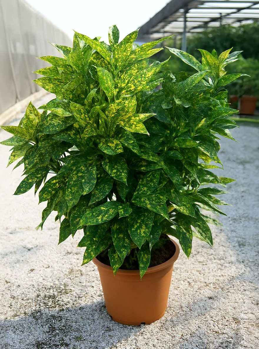 Japanische Aukube 'Crotonifolia' / Goldorange - Aucuba japonica  'Crotonifolia'