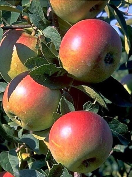 Apfel 'Laxton's Superb' / Malus domestica 'Laxton's Superb'