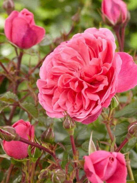 Rosa 'Pink Swany ®' (Beetrose 'Pink Swany') mit gefüllten pinken Blüten und Knospen am Strauch