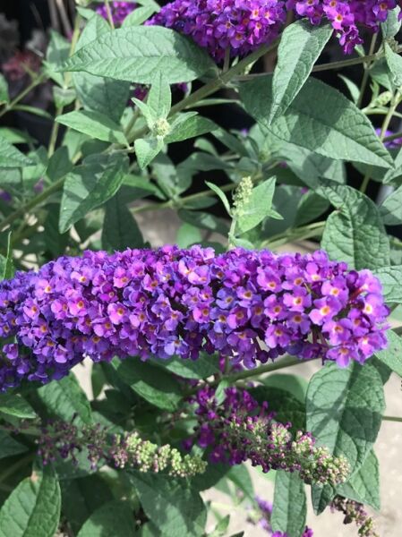Buddleja 'Miss Violet' ®  / Sommerflieder 'Miss Violet' ®   / Schmetterlingsstrauch 'Miss Violet' ®