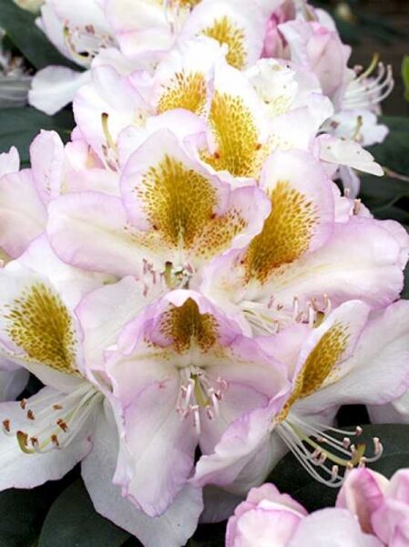 Rhododendron 'Albarello' / Rhododendron Hybride 'Albarello'