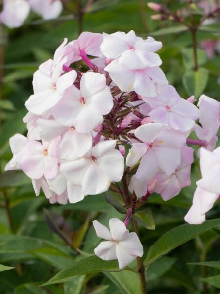 Phlox paniculata 'Sweet Summer Favourite ®' / Großblättrige Flammenblume mit hellrosa, fünfzähligen Blüten in Dolden und grünen Blättern