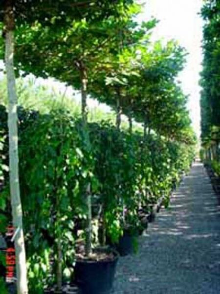 Sommer-Linde 'Dachform/Dachspalier' / Tilia platyphyllos 'Dachform/Dachspalier'