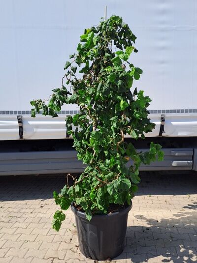 Korkenzieher-Hasel Corylus avellana 'Contorta', im Topf, mit gedrehten Trieben und grünem Laub, Höhe 200–250 cm, C110