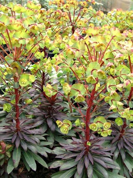 Rotblättrige Wolfsmilch Euphorbia amygdaloides 'Black Bird ®' mit dunkelrotem Laub und gelbgrünen Blütenständen.