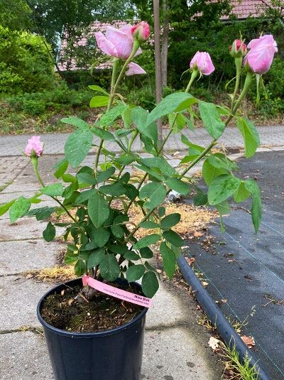 Rosa 'Mme Boll' – Strauchrose 'Mme Boll' C5 im Topf, aufrechter Strauch mit grünen Blättern und rosa Knospenblüten