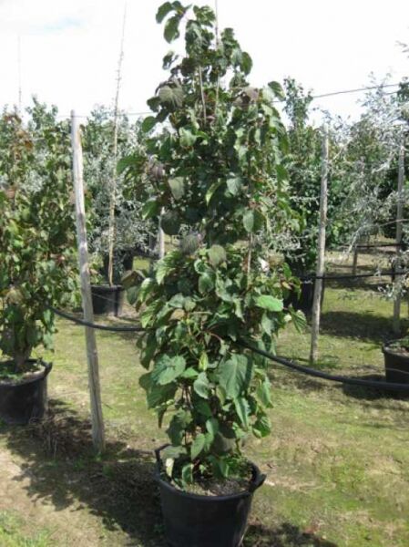 Taschentuchbaum (Davidia involucrata) im Topf, ca. 150–175 cm, Container C30, schlanker Stamm mit grünen Blättern