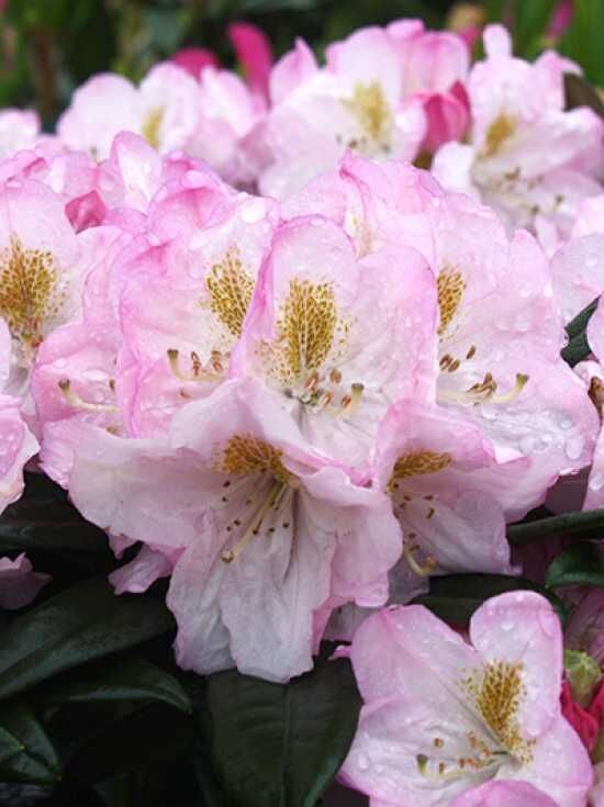 Rhododendron 'Brigitte' - Rhododendron insigne 'Brigitte' - Baumschule  NewGarden