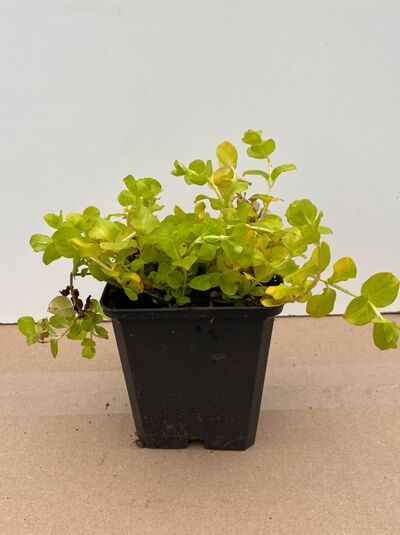 Lysimachia nummularia 'Aurea' – Gelbblättriges Pfennigkraut im P9-Topf, kriechender Wuchs mit rundlichen gelbgrünen Blättern