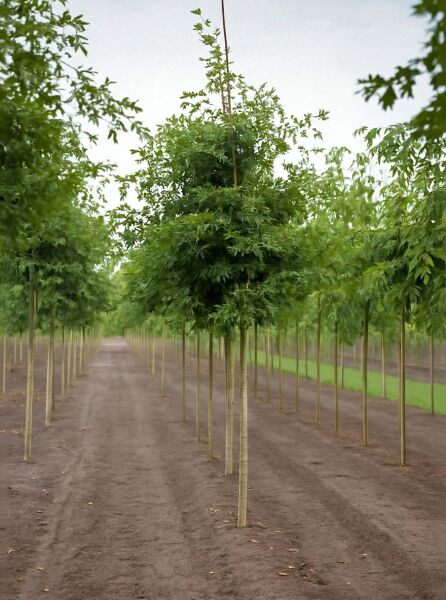 Quercus palustris (Sumpf-Eiche) Hochstamm 18-20 StU mit Drahtballen, junger Baum mit schlankem Stamm und grüner Krone.