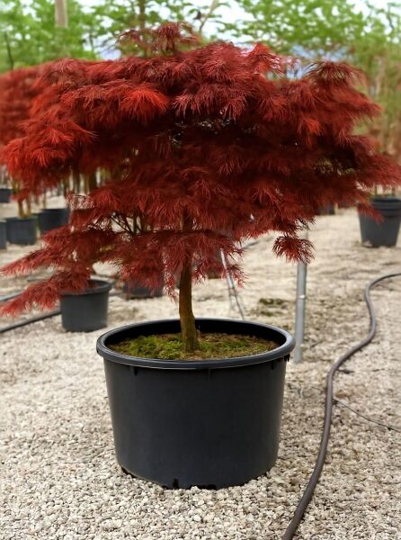 Dunkelroter Schlitz-Ahorn Acer palmatum 'Dissectum Garnet', 100 cm Stamm, im Container C160 mit dunkelrotem, fein geschlitztem Laub