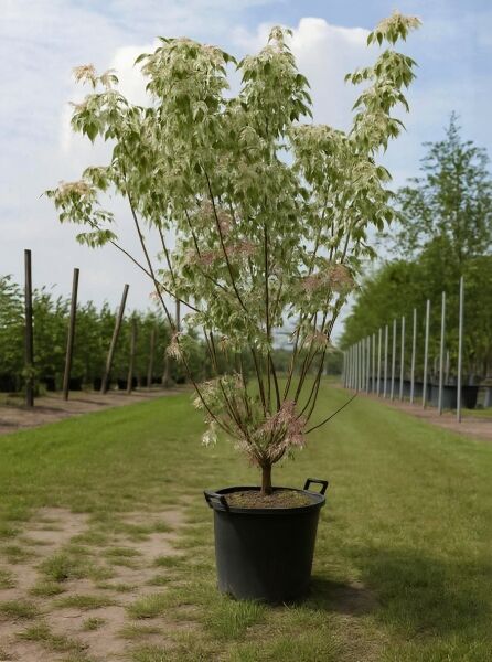 Flamingo-Ahorn (Acer negundo 'Flamingo') im Container C70, 200–250 cm, mehrstämmig mit weiß-grün panaschierten Blättern.