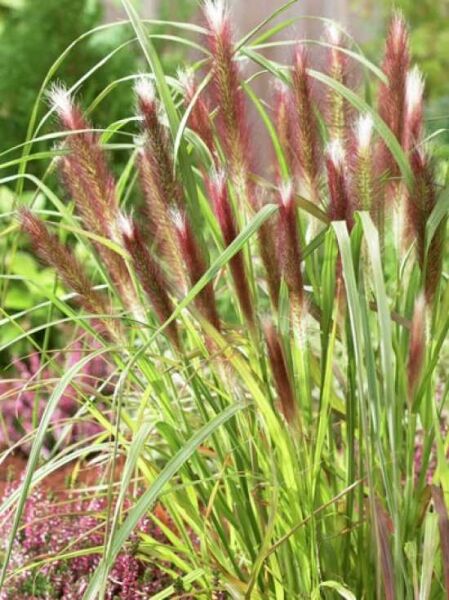 Pennisetum alopecuroides 'Red Head' / Lampenputzergras