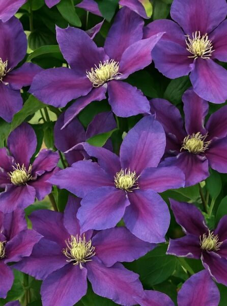 Waldrebe Clematis Hybride 'Varenne' mit violettpurpurnen Blüten und hellgelben Staubgefäßen, umgeben von grünem Laub.