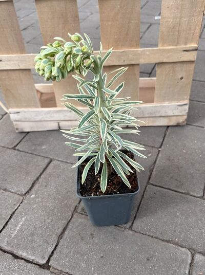 Mittelmeer-Wolfsmilch 'Emmer Green' - Euphorbia characias 'Emmer Green'