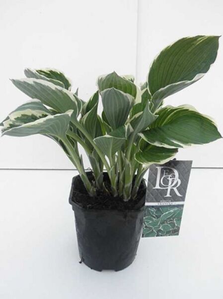 Weißrand-Funkie Hosta 'Francee' (C2) im Topf, grüne Blätter mit weißem Rand.