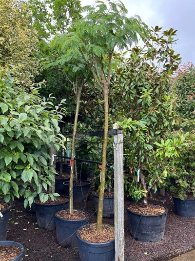 Seidenbaum 'Ombrella' (Albizia julibrissin 'Ombrella') Hochstamm im Container mit geradem Stamm und gefiederten Blättern.