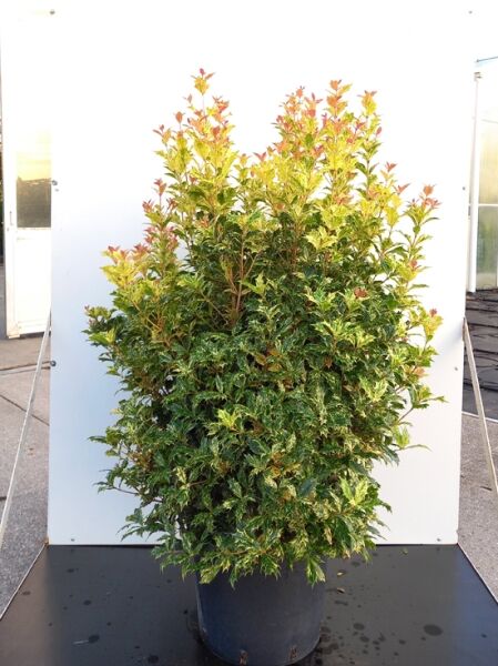 Osmanthus heterophyllus 'Goshiki' / Stachelblättrige Duftblüte 'Goshiki', 60–80 cm, C20, buschiger Strauch im Topf mit buntlaubigem Austrieb