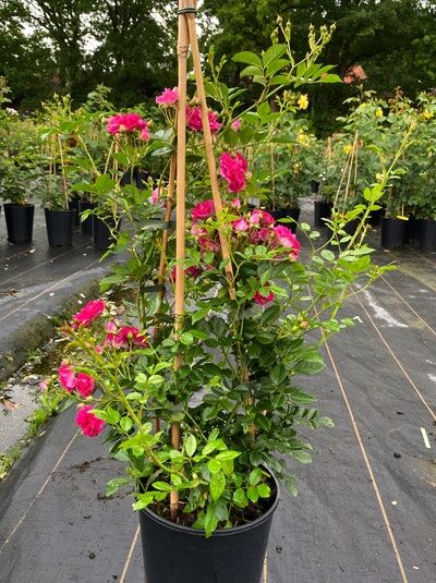 Kletterrose 'Super Excelsa' / Kletterrose 'Super Excelsa'