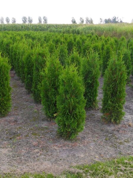 Thuja occidentalis 'Columna' / Säulen-Lebensbaum 'Columna' 100-120 cm m. B., aufrecht wachsende Koniferen im Feld