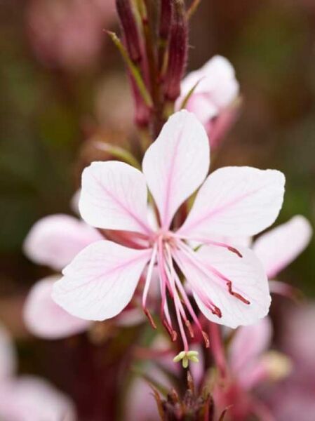 Gaura lindheimeri / Prachtkerze