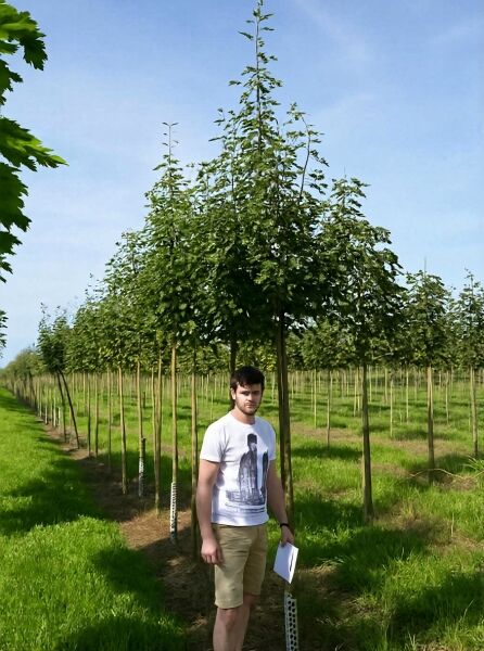 Sorbus intermedia, Schwedische Mehlbeere/Oxelbeere Hochstamm 14-16 StU mit Drahtballierung, Baum in Baumschule mit Laubkrone