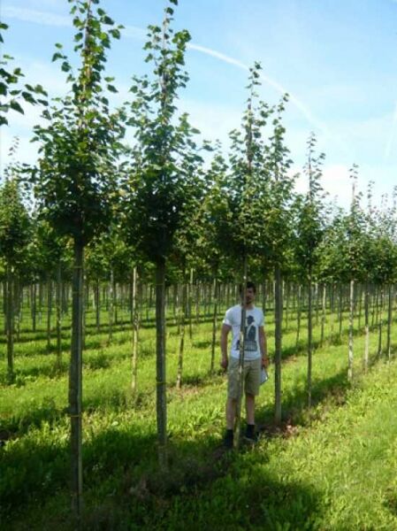 Winter-Linde 'Greenspire' (Tilia cordata 'Greenspire') Hochstamm 18-20 StU mit Drahtballen, junges Laub im Feldbestand