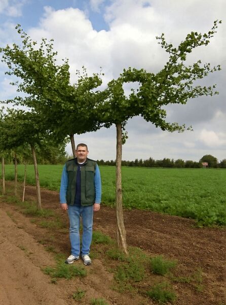 Hängender Ginkgobaum / Hängender Ginkgobaum